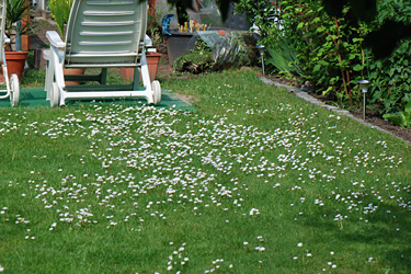 Gänseblümchen im Rasen