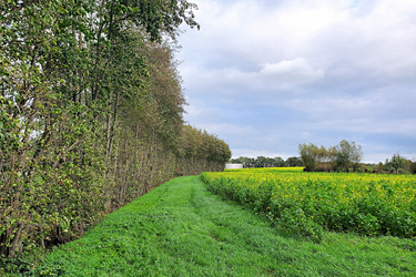 Randstreifen zum Gehölzstreifen