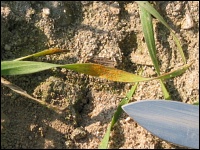 Gelbrost an Triticale, Sorte Dinaro