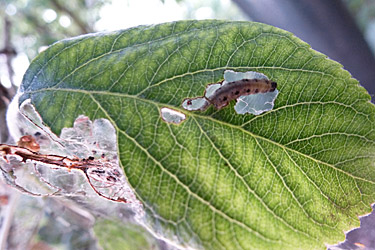 Apfelbaumgespinstmotte frisst am Blatt