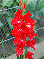 Gladiolenthrips