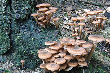 Hallimasch (Armillaria ostoyae) an einem Fichtenstamm