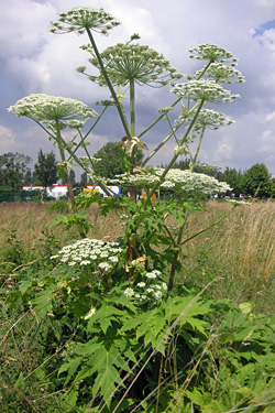 Herkulesstaude (Heracleum mantegazzianum)