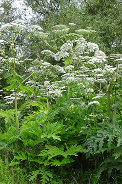 Herkulesstaude (Heracleum mantegazzianum)