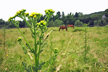 Jakobskreuzkraut (Senecio jacobaea)