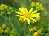 Blüte und Knospen des Jakobskreuzkrautes