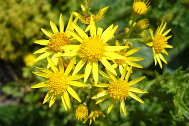 Blüten des Jakobskreuzkrautes (Senecio jacobaea)