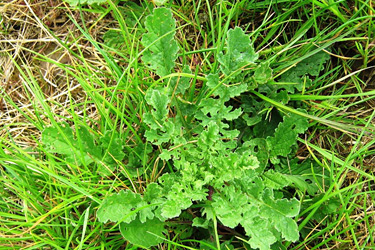 Blattrosette des Jakobskreuzkrautes (Senecio jacobaea)