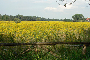 Wiese mit Jakobskreuzkraut