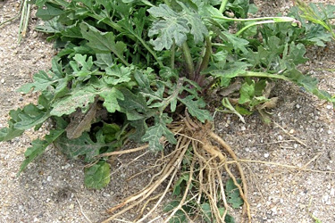 Jakobskreuzkrautpflanze mit Wurzel