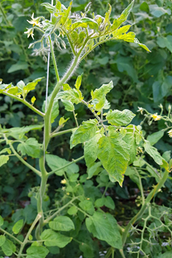 Symptome - Tomato Brown Rugose Fruit Virus - Jordan-Virus