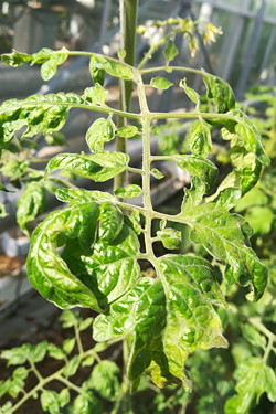 Symptome - Tomato Brown Rugose Fruit Virus - Jordan-Virus