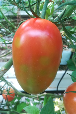 Symptome - Tomato Brown Rugose Fruit Virus - Jordan-Virus