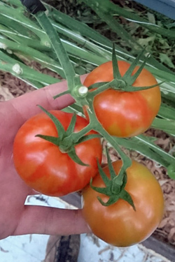 Symptome - Tomato Brown Rugose Fruit Virus - Jordan-Virus