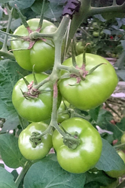 Symptome - Tomato Brown Rugose Fruit Virus - Jordan-Virus