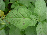 Alternaria alternata an Kartoffel