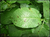 Kartoffelblatt mit Honigtau