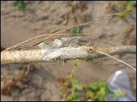 Colletotrichum-Welkekrankheit an Kartoffeln