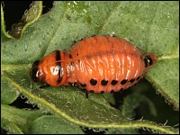 Larve des Kartoffelkäfers (Leptinotarsa decemlineata)