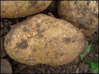 Kartoffeln nach früher Krautabtötung