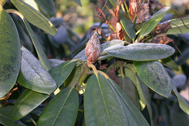 Knospensterben bei Rhododendron