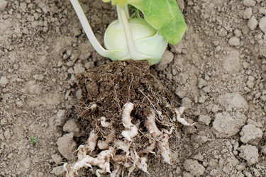 Kohlhernie an Kohlrabi