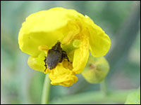 Kohlschotenrüsseler in einer Rapsblüte