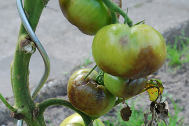 Kraut- Braunfäule an Tomaten