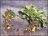 Reduzierte Knollengröße und -anzahl nach Befall mit Kartoffelzystennematoden