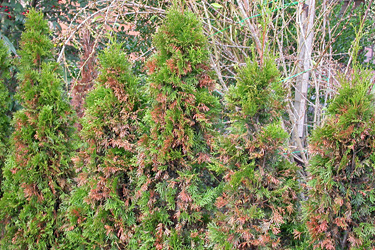 Braune Lebensbaumhecke