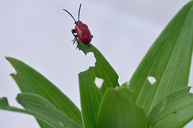 Lilienhähnchen