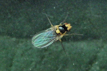 Adulte Liriomyza huidobrensis
