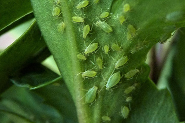 Macrosiphum helleborii