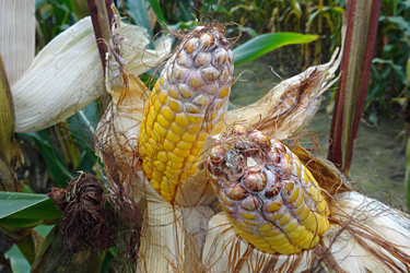 Mais mit Kolbenfusarium