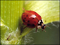 Asiatischer Marienkäfer (Harmonia axyrides)