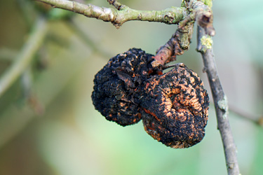 Monilia-Fruchtfäule