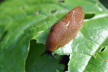 Spanische Wegschnecke (Arion vulgaris) auf einem Hortensienblatt