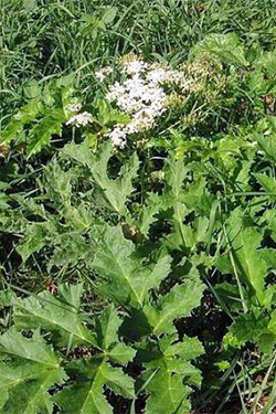 Notblüte einer Herkulesstaude