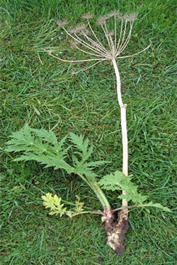 Notblüte einer Herkulesstaude