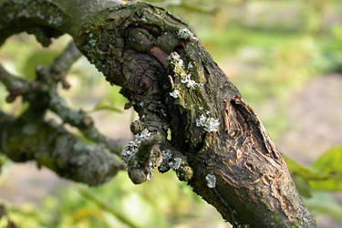 Obstbaumkrebs