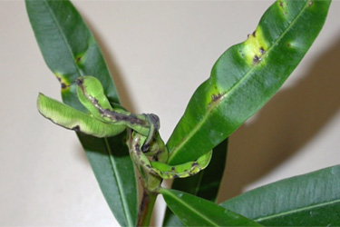 Oleanderkrebs