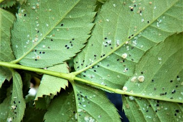 Parasitierungen in Rosen