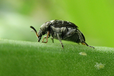 Pferdebohnenkäfer (Bruchus rufimanus)