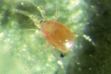 Phytoseiulus adult