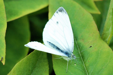 Pieris rapae Falter