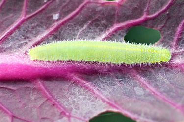 Pieris rapae Larve