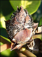 Pycnostysanus azaleae an Rhododendron