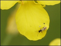 Schlupfwespe auf einer Rapsblüte