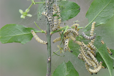 Spindelbaumgespinstmotte (Yponomeuta cagnagella)