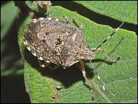 Graue Feldwanze (Rhaphigaster nebulosa)